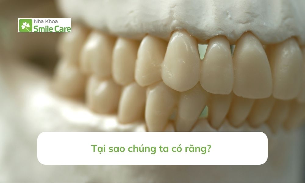 Tại sao chúng ta có răng