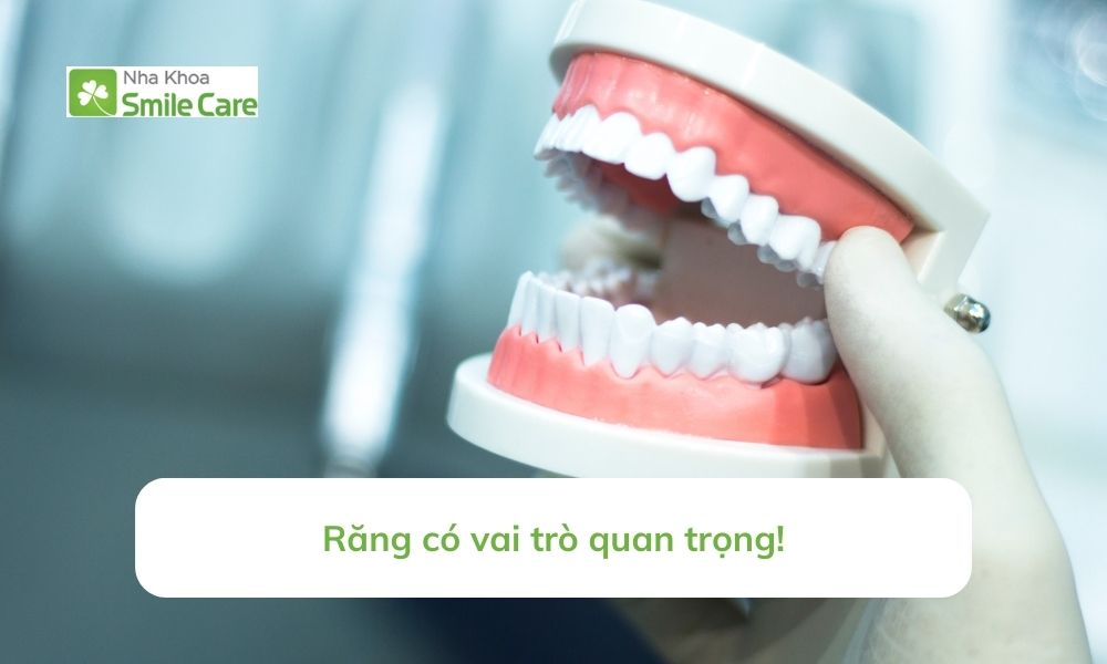 Răng có vai trò quan trọng
